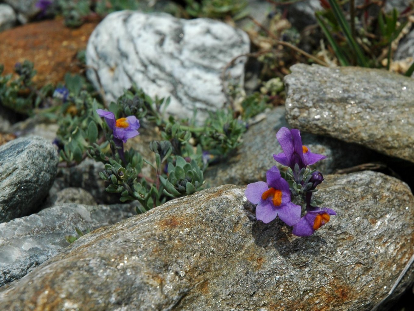 Linaria alpina